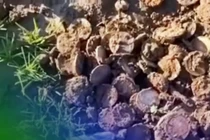 Đang đào đất, ngỡ ngàng thấy kho báu hàng chục tỷ