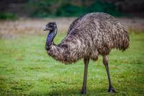 Top 7 loài chim hung hãn và nguy hiểm nhất quả đất