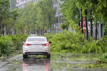 Bão số 2 quật đổ hàng loạt cây xanh ở Quảng Ninh