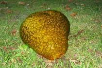 Vợ vớt được "sinh vật lạ", chồng giật mình hét lớn vì...