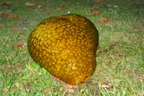 Vợ vớt được "sinh vật lạ", chồng giật mình hét lớn vì...