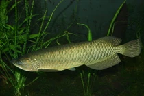 Điều ít biết loài cá cảnh đắt nhất thế giới, có con gần 10 tỷ đồng