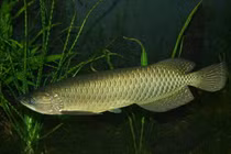 Điều ít biết loài cá cảnh đắt nhất thế giới, có con gần 10 tỷ đồng