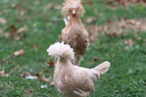 Độc lạ loài gà có bờm sư tử đẹp nhất thế giới