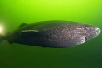 Bí ẩn loài thủy quái cổ xưa, tuy mù lòa nhưng sống dai trăm tuổi