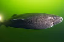 Bí ẩn loài thủy quái cổ xưa, tuy mù lòa nhưng sống dai trăm tuổi