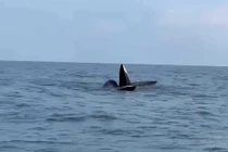 Quảng Ninh: Đàn cá heo khoảng 30 con xuất hiện tại vùng biển Cô Tô