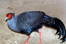 Ngắm những giống gà hoang dã quý hiếm của Việt Nam