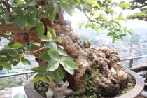 Chiêm ngưỡng loạt bonsai chi chít quả khiến dân chơi mê mẩn 