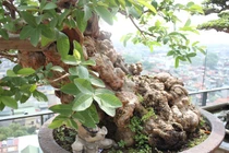 Chiêm ngưỡng loạt bonsai chi chít quả khiến dân chơi mê mẩn 