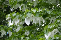 Cânh cảnh loài cây quý được ví như "hoá thạch sống" của Trung Quốc