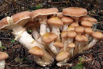 Khó tin cây nấm được cho là sinh vật lớn nhất hành tinh