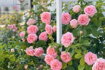 Vườn hồng như cổ tích trong biệt thự 500m2 của MC Quyền Linh