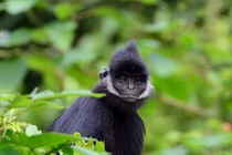 Voọc gáy trắng quý hiếm bất ngờ xuất hiện, tấn công người ở Quảng Trị