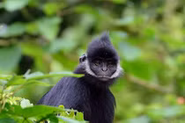 Voọc gáy trắng quý hiếm bất ngờ xuất hiện, tấn công người ở Quảng Trị