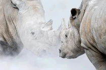 Top 8 loài động vật khỏe nhất hành tinh