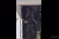 Nhìn ra cửa sổ, hốt hoảng phát hiện "quái thú" dài 2,4 mét