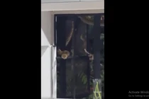 Nhìn ra cửa sổ, hốt hoảng phát hiện "quái thú" dài 2,4 mét