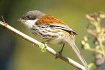 Ngắm loài chim quý hiếm bậc nhất hành tinh