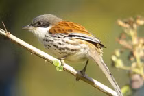 Ngắm loài chim quý hiếm bậc nhất hành tinh