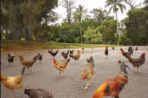 Kỳ lạ hòn đảo có hàng nghìn con gà chạy rông nhưng không ai ăn