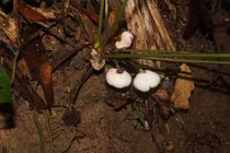 Loài cây mới phát hiện ở Việt Nam mang vẻ ngoài siêu đẹp