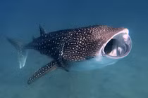 Hai "thuỷ quái" cực hiếm bất ngờ dạt vào bờ biển