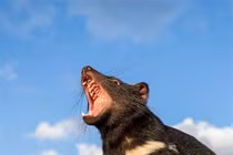 Loài thú "sát thủ" hồi sinh sau 3.000 năm, tiếng kêu gây ám ảnh