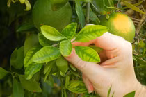 Lợi ích tuyệt vời của lá chanh đối với sức khỏe