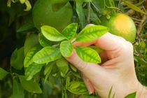 Lợi ích tuyệt vời của lá chanh đối với sức khỏe