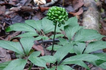 Cận cảnh loài cây “thần dược” của Việt Nam