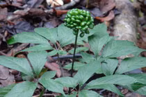 Cận cảnh loài cây “thần dược” của Việt Nam