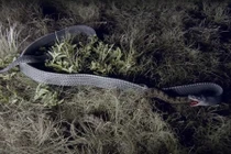 Loài rắn không nọc độc nhưng có thể "xơi tái" những con rắn cực độc