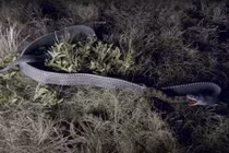 Loài rắn không nọc độc nhưng có thể "xơi tái" những con rắn cực độc