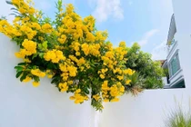 Ngắm biệt thự trải đầy hoa của Công Vinh - Thủy Tiên 