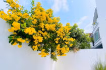 Ngắm biệt thự trải đầy hoa của Công Vinh - Thủy Tiên 