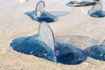 Bí ẩn loạt sinh vật lạ giống "ngoài hành tinh" dạt vào bờ biển