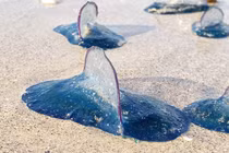 Bí ẩn loạt sinh vật lạ giống "ngoài hành tinh" dạt vào bờ biển