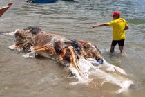 Sinh vật kỳ dị như "khối thịt khổng lồ" trôi dạt vào bãi biển