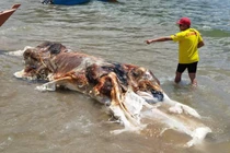 Sinh vật kỳ dị như "khối thịt khổng lồ" trôi dạt vào bãi biển