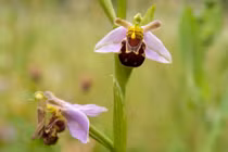 4 loài hoa kỳ lạ, vẻ ngoài giống hệt động vật