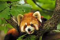 Top những "nhan sắc" nặng ký nhất trong thế giới động vật