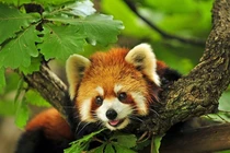 Top những "nhan sắc" nặng ký nhất trong thế giới động vật