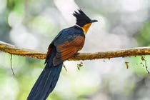 Loài chim có tên rất đặc biệt ở Việt Nam