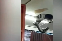 Nghe tiếng động lạ, thất kinh thấy trăn khổng lồ trên trần nhà