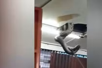 Nghe tiếng động lạ, thất kinh thấy trăn khổng lồ trên trần nhà