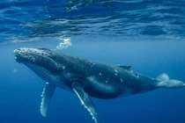 Những sự thật ít người biết về cá voi xanh