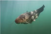 Loài cá "quái vật" dùng râu để phát hiện rồi xơi tái chim bồ câu