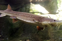 Bắt được "khủng long sống" khổng lồ, cần thủ khó nhọc đưa vào bờ