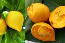 Loại quả xưa để rụng đầy gốc, nay thành "đặc sản" dân phố săn lùng 